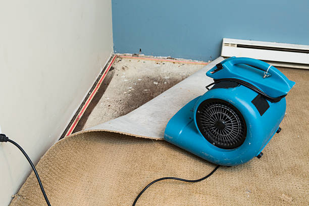 Best Mold removal after water damage  in Seagoville, TX